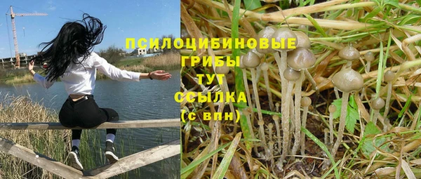 ГАЛЛЮЦИНОГЕННЫЕ ГРИБЫ Аркадак